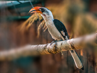 beautiful colorful bird sits and looks