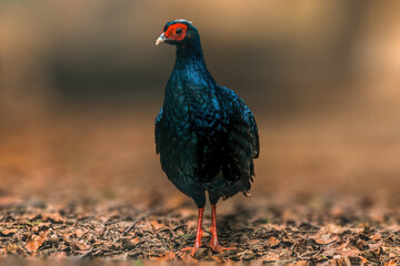 beautiful colorful bird sits and looks