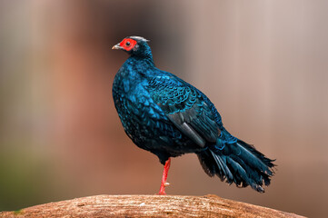 beautiful colorful bird sits and looks