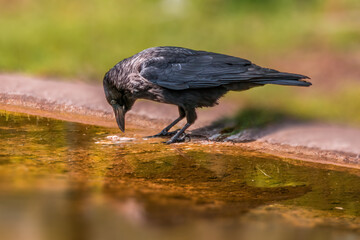 beautiful colorful bird sits and looks