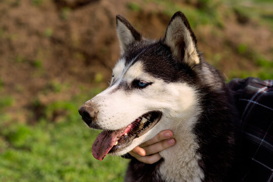 Portrait of a dog of the Siberian Husky breed. Black-white dog with brown eyes on a white background. Copy space. The animal on the left of the frame looks to the right. High quality photo