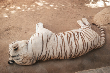 Fototapeta na wymiar beautiful unique white tiger taking a nap in a zoo in UAE