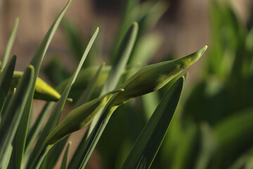 Fototapeta na wymiar Daffodil plants growing in garden on sunny day, closeup