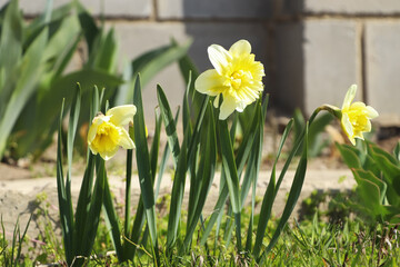 Beautiful daffodils growing in garden on sunny day