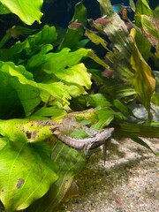 fish swim behind glass in the aquarium