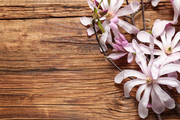 Magnolia tree branches with beautiful flowers on wooden table, above view. Space for text