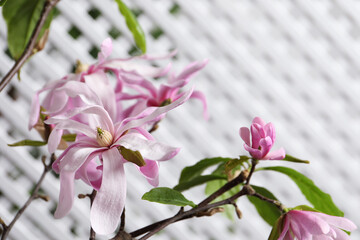 Fototapeta na wymiar Magnolia tree branches with beautiful flowers on white background, closeup
