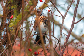 beautiful colorful bird sits and looks