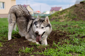 Dog digs the ground. Face husky dog in the sand. Side view © Katusya