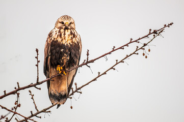 beautiful colorful bird sits and looks