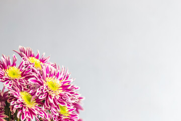 Background with space for text in which chrysanthemums are located in the lower left corner.