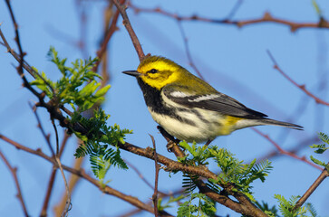 Black-throated green warbler (Setophaga virens) male during spring migration in southern Texas, Galveston, TX, USA.