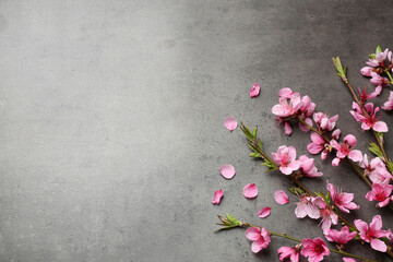 Fototapeta na wymiar Beautiful sakura tree blossoms on grey background, flat lay. Space for text