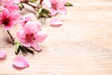 Fototapeta na wymiar Beautiful sakura tree blossoms on wooden background, closeup. Space for text