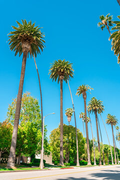 Palm trees against a blue sky, California