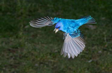 Indigo bunting (Passerina cyanea) male flying, Galveston, Texas, USA.