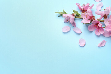 Fototapeta na wymiar Beautiful sakura tree blossoms on light blue background, flat lay. Space for text