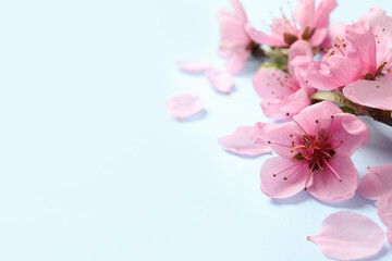 Beautiful sakura tree blossoms on light blue background, closeup. Space for text