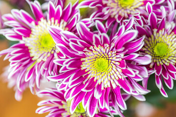 chrysanthemum flowers