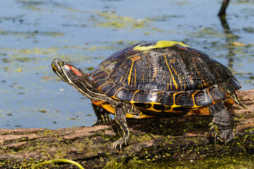 red-eared slider (Trachemys scripta elegans) getting sunshine in a forest swamp, Brazos Bend State...