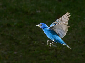 Indigo bunting (Passerina cyanea) male flying, Galveston, Texas, USA.