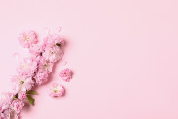 Fototapeta na wymiar Beautiful sakura tree blossoms on pink background, flat lay. Space for text