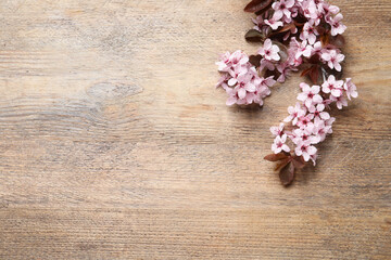 Obraz na płótnie Canvas Beautiful sakura tree blossoms on wooden background, flat lay. Space for text