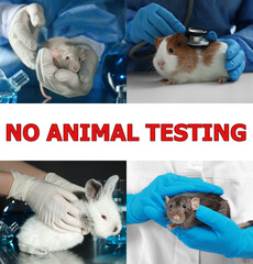 Collage with different photos and text NO ANIMAL TESTING