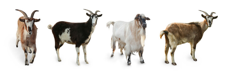 Different goats on white background, collage. Farm animals