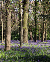 Sunlit bluebell wood, Derbyshire England
