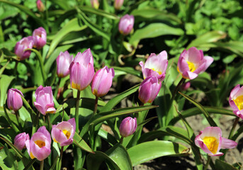 Tulipa saxatilis flowers, Derbyshire England
