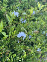 flowers in the garden