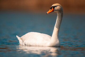 water bird swims on a lake
