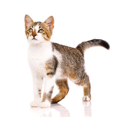 Beautiful domestic kitten proudly stands on a white background.