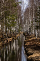 water canal in the mire bog where a lot of birch grows along the edges and their trunks are beautifully reflected in the water