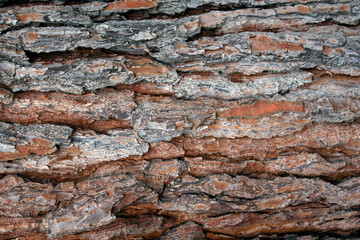 close-up on pine tree trunk. wooden background
