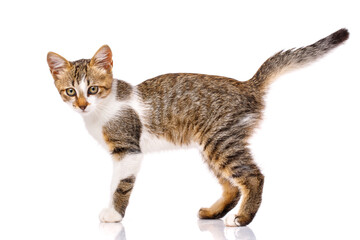 Beautiful domestic small kitten stands sideways to the photographer on a white background.