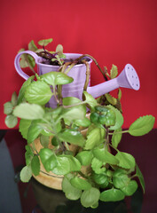 Bonito tiesto de regadera de latón con planta de hojas verdes sobre fondo rojo para interior de...