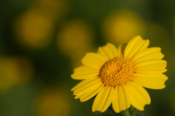 Close-up of a yellow margarite with petals and pollen against a green background in nature