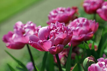 Obraz premium Close up of pink tulips, Derbyshire England 