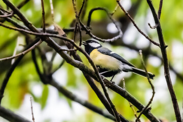 great tit on a tree