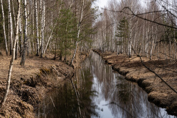 a small pond in the swamp where birches and other trees grow in the spring