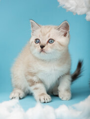 Scottish kitten sits on a blue background and is about to attack.