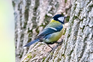 great tit on a tree
