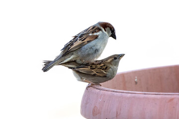 mating house sparrows, white background