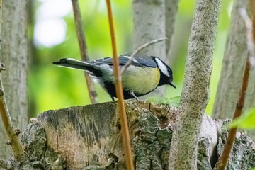 great tit on a tree