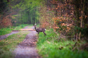 Deer in the woods.