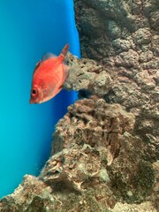 Obraz na płótnie Canvas fish swim behind glass in the aquarium