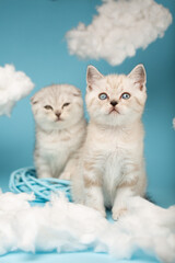 Scottish kitten with blue eyes who is enthusiastically watching something.