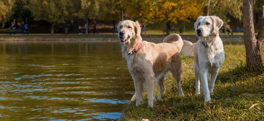 Two Golden retriever dogs prepare to jump into the lake